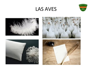LAS AVES
 