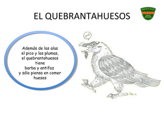 EL QUEBRANTAHUESOS
Además de las alas
el pico y las plumas,
el quebrantahuesos
tiene
barba y antifaz
y sólo piensa en comer
huesos
 