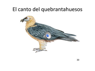 El canto del quebrantahuesos
30
 