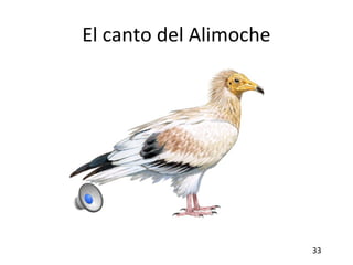 El canto del Alimoche
33
 
