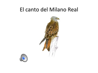 El canto del Milano Real
 