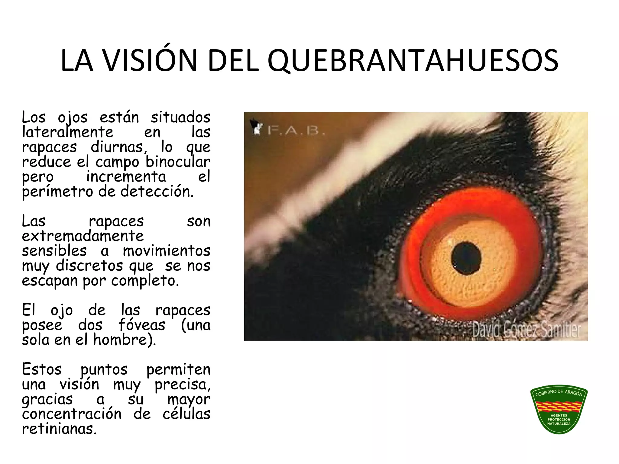 LA VISIÓN DEL QUEBRANTAHUESOS
Los ojos están situados
lateralmente en las
rapaces diurnas, lo que
reduce el campo binocular
pero incrementa el
perímetro de detección.
Las rapaces son
extremadamente
sensibles a movimientos
muy discretos que se nos
escapan por completo.
El ojo de las rapaces
posee dos fóveas (una
sola en el hombre).
Estos puntos permiten
una visión muy precisa,
gracias a su mayor
concentración de células
retinianas.
 