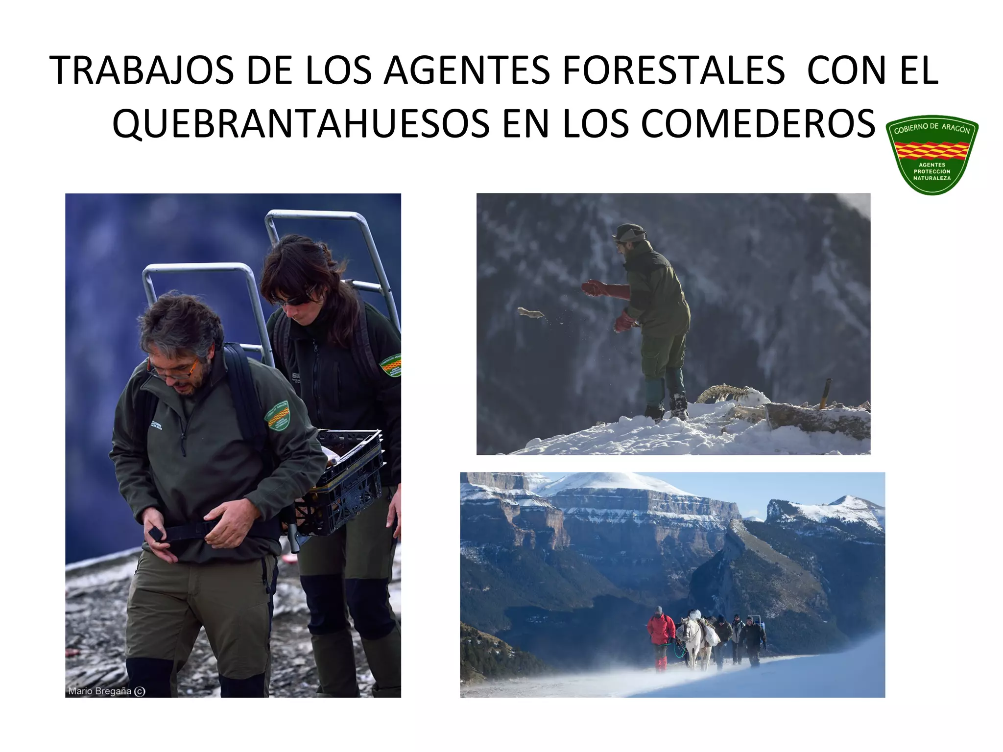 TRABAJOS DE LOS AGENTES FORESTALES CON EL
QUEBRANTAHUESOS EN LOS COMEDEROS
 