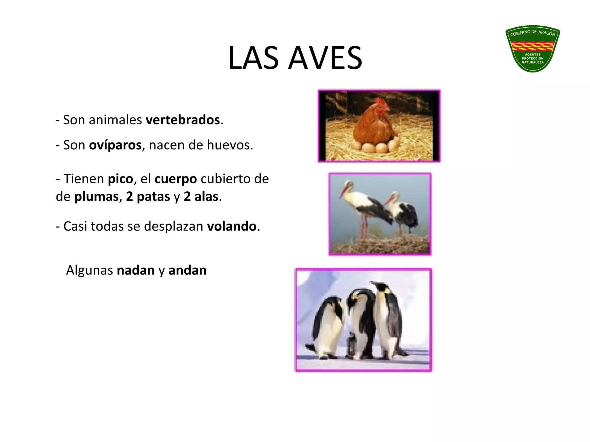 LAS AVES
- Son animales vertebrados.
- Son ovíparos, nacen de huevos.
- Tienen pico, el cuerpo cubierto de
de plumas, 2 patas y 2 alas.
- Casi todas se desplazan volando.
Algunas nadan y andan
 