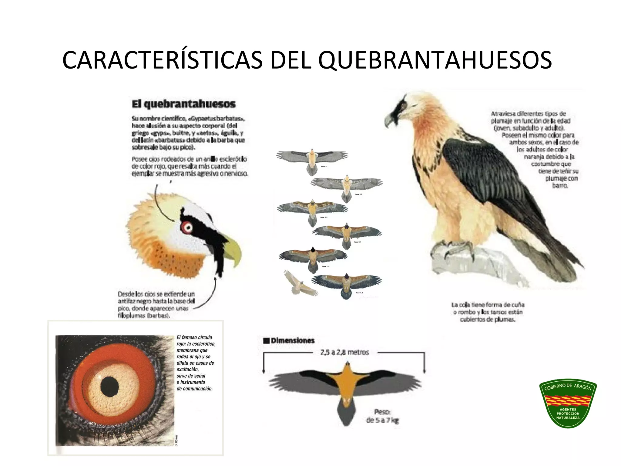 CARACTERÍSTICAS DEL QUEBRANTAHUESOS
 