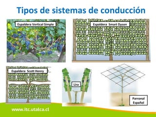 Tipos de sistemas de conducción Espaldera Vertical Simple Espaldera  Scott Henry Espaldera  Smart Dyson Lira Parronal Español 