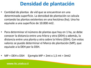 Densidad de plantación Cantidad de plantas  de vid que se encuentran en una determinada superficie. La densidad de plantación se calcula contando las plantas existentes en una hectárea (ha). Una ha equivale a una superficie de 10.000 mt2. Para determinar el número de plantas que hay en 1 ha, se debe conocer la distancia entre una hilera y otra (DEH) y además, la distancia entre una planta y otra sobre la hilera (DSH). Con estos valores se puede determinar el Marco de plantación (MP), que equivale a la DEH por la DSH. MP = DEH x DSH  Ejemplo MP = 2mt x 1,5 mt = 3mt2 