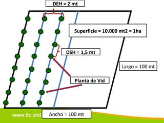 Ancho = 100 mt DSH = 1,5 mt DEH = 2 mt Superficie = 10.000 mt2 = 1ha Largo = 100 mt Planta de Vid 