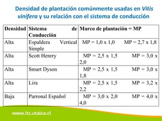 Densidad de plantación comúnmente usadas en  Vitis vinifera  y su relación con el sistema de conducción  Densidad Sistema de Conducción Marco de plantación = MP Alta Espaldera Vertical Simple MP = 1,0 x 1,0  MP = 2,7 x 1,8 Alta Scott Henrry MP = 2,5 x 1,5  MP = 3,0 x 2,0 Alta Smart Dyson MP = 2,5 x 1,5  MP = 3,0 x 1,8 Alta Lira MP = 2,5 x 1,5  MP = 3,2 x 2,2 Baja Parronal Español MP = 3,0 x 2,0  MP = 4,0 x 4,0 