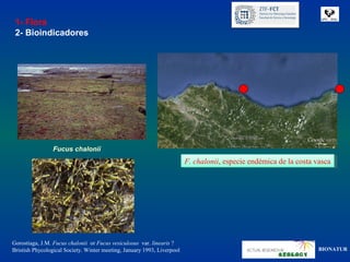 1- Flora
 2- Bioindicadores




                 Fucus chalonii
                                                                         F. chalonii, especie endémica de la costa vasca
                                                                          F. chalonii, especie endémica de la costa vasca




Gorostiaga, J.M. Fucus chalonii or Fucus vesiculosus var. linearis ?
Bristish Phycological Society. Winter meeting, January 1993, Liverpool                                              BIONATUR
 