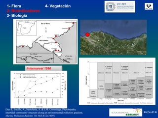 1- Flora                            4- Vegetación
 2- Bioindicadores
 3- Biología




                   Intermareal 1996
                    Intermareal 1996




Díez I., Secilla, A., Santolaria, A. & J.M. Gorostiaga. Phytobenthic
intertidal community structure along an environmental pollution gradient.   BIONATUR
Marine Pollution Bulletin 38: 463-472 (1999)
 