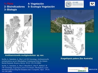 1- Flora                             4- Vegetación
   2- Bioindicadores                    5- Ecología Vegetación
   3- Biología




     Antithamnionella multiglandulosa sp. nov.
Secilla, A., Santolaria, A., Díez I., & J.M. Gorostiaga. Antithamnionella   Scageliopsis patens (Sur Australia)
multiglandulosa sp nov (Rhodophyta, Ceramiaceae) from the Atlantic
Iberian Peninsula. Botanica Marina 49 (2): 129-134 (2006)
Secilla, A., Santolaria, A., Díez I., Berecibar E., Díaz P., Bárbara I. &
J.M. Gorostiaga. Scageliopsis patens (Ceramiales, Rhodophyta), a new
introduced species along the European coast. Crytogamie, Algol., 29 (3):                                   BIONATUR
191-199 (2008)
 