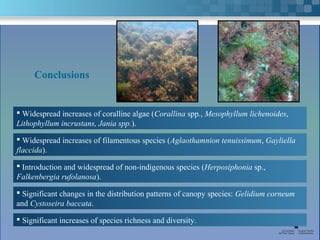 Conclusions


 Widespread increases of coralline algae (Corallina spp., Mesophyllum lichenoides,
Lithophyllum incrustans, Jania spp.).

 Widespread increases of filamentous species (Aglaothamnion tenuissimum, Gayliella
flaccida).

 Introduction and widespread of non-indigenous species (Herposiphonia sp.,
Falkenbergia rufolanosa).

 Significant changes in the distribution patterns of canopy species: Gelidium corneum
and Cystoseira baccata.

 Significant increases of species richness and diversity.
 