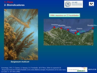 1- Flora
    2- Bioindicadores



                                                                         1986: muestreo en 22 localidades
                                                                          1986: muestreo en 22 localidades



                                                                           Arminza Mundaka                               Hondarribia
                                                                                         Lekeitio
                                                                                                              Getaria
                                                                                                     Zumaia
                                                                                                                  1985




              Sargassum muticum


Gorostiaga, J.M., C. Casares, A. Sarasua, J.A. Fernández & B. Pérez. Sobre la expansión de
Sargassum muticum (Yendo) Fensholt. en la costa atlántica europea. Su presencia en la costa vasca.                       BIONATUR
Lurralde 11: 437-443 (1988)
 
