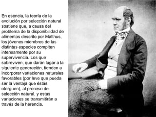 En esencia, la teoría de la
evolución por selección natural
sostiene que, a causa del
problema de la disponibilidad de
alimentos descrito por Malthus,
los jóvenes miembros de las
distintas especies compiten
intensamente por su
supervivencia. Los que
sobreviven, que darán lugar a la
siguiente generación, tienden a
incorporar variaciones naturales
favorables (por leve que pueda
ser la ventaja que éstas
otorguen), al proceso de
selección natural, y estas
variaciones se transmitirán a
través de la herencia.
 