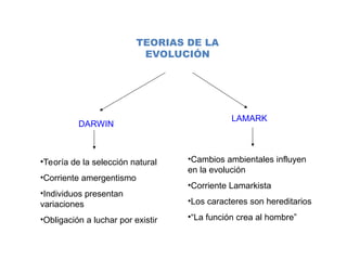 TEORIAS DE LA
EVOLUCIÓN
LAMARK
DARWIN
•Teoría de la selección natural
•Corriente amergentismo
•Individuos presentan
variaciones
•Obligación a luchar por existir
•Cambios ambientales influyen
en la evolución
•Corriente Lamarkista
•Los caracteres son hereditarios
•“La función crea al hombre”
 