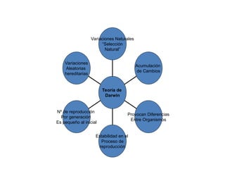 Variaciones
Aleatorias
hereditarias
Nº de reproducción
Por generación
Es pequeño al inicial
Estabilidad en el
Proceso de
reproducción
Provocan Diferencias
Entre Organismos
Acumulación
de Cambios
Variaciones Naturales
“Selección
Natural”
Teoría de
Darwin
 