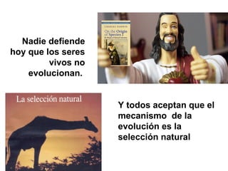 Nadie defiende
hoy que los seres
vivos no
evolucionan.
Y todos aceptan que el
mecanismo de la
evolución es la
selección natural
 