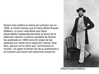 Darwin hizo pública su teoría por primera vez en
1858, al mismo tiempo que lo hacía Alfred Russel
Wallace, un joven naturalista que había
desarrollado independientemente la teoría de la
selección natural. La teoría completa de Darwin
fue publicada en 1859 como El origen de las
especies por medio de la selección natural. Este
libro, del que se ha dicho que "conmocionó al
mundo", se agotó el primer día de su publicación y
se tuvieron que hacer seis ediciones sucesivas
Alfred Russel Wallace,
 