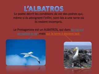 L’ALBATROSLe poète décrit les conditions de vie des poètes qui,  même si ils atteignent l'infini, sont liés à une terre où ils restent incompris.Le Protagoniste est un ALBATROS, qui dans le ciel est considerè le roi, mais sur la terre il devient laid.