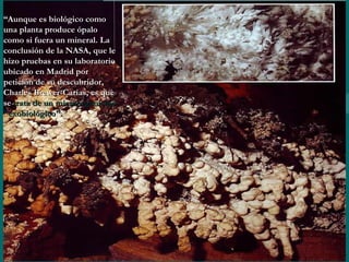 “ Aunque es biológico como una planta produce ópalo como si fuera un mineral. La conclusión de la NASA, que le hizo pruebas en su laboratorio ubicado en Madrid por petición de su descubridor, Charles Brewer-Carías, es que se  trata de un microorganismo "exobiológico".  