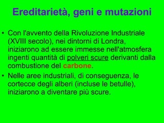 Ereditarietà, geni e mutazioni Con l'avvento della Rivoluzione Industriale (XVIII secolo), nei dintorni di Londra, iniziarono ad essere immesse nell'atmosfera ingenti quantità di  polveri scure  derivanti dalla combustione del  carbone . Nelle aree industriali, di conseguenza, le cortecce degli alberi (incluse le betulle), iniziarono a diventare più scure. 