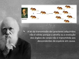 A lei da transmissão de caracteres adquiridos
  não é válida porque a atrofia ou a evolução
   dos órgãos do corpo não é transmitida aos
           descendentes da espécie em causa.
 