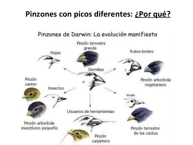 Charles darwin