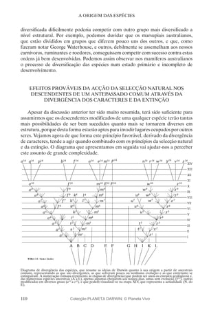 110
A ORIGEM DAS ESPÉCIES
diversificada dificilmente poderia competir com outro grupo mais diversificado a
nível estrutural. Por exemplo, podemos duvidar que os marsupiais australianos,
que estão divididos em grupos que diferem pouco uns dos outros, e que, como
fizeram notar George Waterhouse, e outros, debilmente se assemelham aos nossos
carnívoros, ruminantes e roedores, conseguissem competir com sucesso contra estas
ordens já bem desenvolvidas. Podemos assim observar nos mamíferos australianos
o processo de diversificação das espécies num estado primário e incompleto de
desenvolvimento.
EFEITOS PROVÁVEIS DA ACÇÃO DA SELECÇÃO NATURAL NOS
DESCENDENTES DE UM ANTEPASSADO COMUM ATRAVÉS DA
DIVERGÊNCIA DOS CARACTERES E DA EXTINÇÃO
Apesar da discussão anterior ter sido muito resumida, terá sido suficiente para
assumirmos que os descendentes modificados de uma qualquer espécie terão tantas
mais possibilidades de ser bem sucedidos quanto mais se tornarem diversos em
estrutura, porque desta forma estarão aptos para invadir lugares ocupados por outros
seres. Vejamos agora de que forma este princípio favorável, derivado da divergência
de caracteres, tende a agir quando combinado com os princípios da selecção natural
e da extinção. O diagrama que apresentamos em seguida vai ajudar-nos a perceber
este assunto de grande complexidade.
Diagrama de divergência das espécies, que resume as ideias de Darwin quanto à sua origem a partir de ancestrais
comuns, representando as que são divergentes, as que sofreram pouca ou nenhuma evolução e as que entretanto se
extinguiram. A numeração romana representa as etapas de divergência (que podem ser anos ou estratos geológicos) e,
das numerosas espécies ancestrais (A a L), apenas algumas chegaram aos nossos dias, umas sem evolução (F14
), outras
modificadas em diversos graus (a14
a z14
), e que podem visualizar-se na etapa XIV, que representa a actualidade (N. do
E).
Colecção PLANETA DARWIN: © Planeta Vivo
 