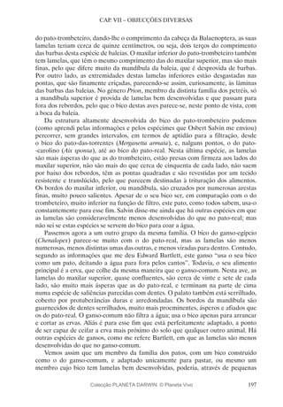 197
CAP. VII – OBJECÇÕES DIVERSAS
do pato-trombeteiro, dando-lhe o comprimento da cabeça da Balaenoptera, as suas
lamelas teriam cerca de quinze centímetros, ou seja, dois terços do comprimento
das barbas desta espécie de baleias. O maxilar inferior do pato-trombeteiro também
tem lamelas, que têm o mesmo comprimento das do maxilar superior, mas são mais
finas, pelo que difere muito da mandíbula da baleia, que é desprovida de barbas.
Por outro lado, as extremidades destas lamelas inferiores estão desgastadas nas
pontas, que são finamente eriçadas, parecendo-se assim, curiosamente, às lâminas
das barbas das baleias. No género Prion, membro da distinta família dos petréis, só
a mandíbula superior é provida de lamelas bem desenvolvidas e que passam para
fora dos rebordos, pelo que o bico destas aves parece-se, neste ponto de vista, com
a boca da baleia.
Da estrutura altamente desenvolvida do bico do pato-trombeteiro podemos
(como aprendi pelas informações e pelos espécimes que Osbert Salvin me enviou)
percorrer, sem grandes intervalos, em termos de aptidão para a filtração, desde
o bico do pato-das-torrentes (Merganetta armata), e, nalguns pontos, o do pato-
-carolino (Aix sponsa), até ao bico do pato-real. Nesta última espécie, as lamelas
são mais ásperas do que as do trombeteiro, estão presas com firmeza aos lados do
maxilar superior, não são mais do que cerca de cinquenta de cada lado, não saem
por baixo dos rebordos, têm as pontas quadradas e são revestidas por um tecido
resistente e translúcido, pelo que parecem destinadas à trituração dos alimentos.
Os bordos do maxilar inferior, ou mandíbula, são cruzados por numerosas arestas
finas, muito pouco salientes. Apesar de o seu bico ser, em comparação com o do
trombeteiro, muito inferior na função de filtro, este pato, como todos sabem, usa-o
constantemente para esse fim. Salvin disse-me ainda que há outras espécies em que
as lamelas são consideravelmente menos desenvolvidas do que no pato-real; mas
não sei se estas espécies se servem do bico para coar a água.
Passemos agora a um outro grupo da mesma família. O bico do ganso-egípcio
(Chenalopex) parece-se muito com o do pato-real, mas as lamelas são menos
numerosas, menos distintas umas das outras, e menos viradas para dentro. Contudo,
segundo as informações que me deu Edward Bartlett, este ganso “usa o seu bico
como um pato, deitando a água para fora pelos cantos”. Todavia, o seu alimento
principal é a erva, que colhe da mesma maneira que o ganso-comum. Nesta ave, as
lamelas do maxilar superior, quase confluentes, são cerca de vinte e sete de cada
lado, são muito mais ásperas que as do pato-real, e terminam na parte de cima
numa espécie de saliências parecidas com dentes. O palato também está serrilhado,
coberto por protuberâncias duras e arredondadas. Os bordos da mandíbula são
guarnecidos de dentes serrilhados, muito mais proeminentes, ásperos e afiados que
os do pato-real. O ganso-comum não filtra a água; usa o bico apenas para arrancar
e cortar as ervas. Aliás é para esse fim que está perfeitamente adaptado, a ponto
de ser capaz de ceifar a erva mais próximo do solo que qualquer outro animal. Há
outras espécies de gansos, como me refere Bartlett, em que as lamelas são menos
desenvolvidas do que no ganso-comum.
Vemos assim que um membro da família dos patos, com um bico construído
como o do ganso-comum, e adaptado unicamente para pastar, ou mesmo um
membro cujo bico tem lamelas bem desenvolvidas, poderia, através de pequenas
Colecção PLANETA DARWIN: © Planeta Vivo
 