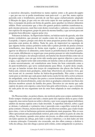 198
A ORIGEM DAS ESPÉCIES
e sucessivas alterações, transformar-se numa espécie como a do ganso-do-egipto
– que por sua vez se podia transformar num pato-real – e, por fim, numa espécie
parecida com o trombeteiro, provida de um bico quase exclusivamente adaptado
à filtração da água, já que esta ave não seria capaz de usar qualquer parte do seu
bico, à excepção da ponta em forma de gancho, para apanhar ou triturar alimentos
sólidos. Posso acrescentar que o bico dos gansos poderia também transformar-se,
pelo mesmo processo, num bico com dentes recurvados e salientes, como acontece
nas espécies de mergansos, grupo de patos da mesma família, e que servem para um
propósito bem diferente: segurar peixe vivo.
Voltemos às baleias. As Hyperoodon bidens, ou baleias-nariz-de-garrafa, não têm
dentes verdadeiros, que possam ser usados como tal, mas o seu palato, segundo
Lacepède, é áspero, porque está cheio de umas pequenas pontas duras e desiguais,
parecidas com pontas de chifres. Nada há, pois, de improvável na suposição de
que alguma forma cetácea primitiva tenha tido o palato provido de pontas córneas
semelhantes, mas dispostas de forma mais regular, e que as pudessem ajudar a
agarrar ou dilacerar os alimentos, como fazem as protuberâncias do bico do ganso.
A ser assim, dificilmente se negará que essas pontas possam ter sido transformadas,
através da variação e da selecção natural, em lamelas tão desenvolvidas como são as
do ganso-egípcio, caso em que terão sido usadas para agarrar objectos e para coar
a água, e que depois terão sido convertidas em lamelas como as do pato-doméstico,
e assim sucessivamente, até constituírem uma forma tão bem construída como a
do pato-trombeteiro, que serve exclusivamente para filtrar. A partir deste estado,
em que as lamelas teriam dois terços do comprimento das placas das barbas da
baleia-anã, existem mais gradações, ainda hoje observáveis em cetáceos vivos, que
nos levam até às enormes barbas da baleia-da-gronelândia. Não existe a menor
razão para se duvidar que cada passo dado nesta escala foi tão útil a certos cetáceos
da antiguidade, com as funções das partes a serem lentamente alteradas durante o
progresso do desenvolvimento, como são úteis as gradações existentes nos bicos dos
diversos membros actuais da família dos patos. Devemos ter em mente que cada
espécie de patos está exposta a uma feroz luta pela sobrevivência, e que a estrutura
de cada parte do seu organismo tem de estar bem adaptada às suas condições de
vida.
Os Pleuronectidae, ou peixes-chatos, são notáveis pelos seus corpos assimétricos.
Estão sempre viradas para um lado; a maior parte das espécies deita-se para o lado
esquerdo, mas outras fazem-no sobre o direito; e por vezes surgem alguns indivíduos
adultos da mesma espécie com o lado invertido. A superfície inferior, sobre a qual
se deitam, é achatada e à primeira vista é parecida com a superfície ventral de um
peixe comum: é branca, menos desenvolvida, em diversos sentidos, que o lado virado
para cima, e tem as barbatanas peitorais normalmente mais pequenas. Mas os seus
olhos apresentam uma peculiaridade notável, pois estão ambos na parte de cima da
cabeça. No entanto, quando estes peixes são jovens, os olhos estão simetricamente
em lados opostos da cabeça, pois todo o corpo é simétrico, e os dois lados até têm
a mesma coloração. Consoante vão crescendo, um dos olhos começa a deslizar à
volta da cabeça, mas não chega a passar pelo crânio, como antigamente se pensava.
Colecção PLANETA DARWIN: © Planeta Vivo
 