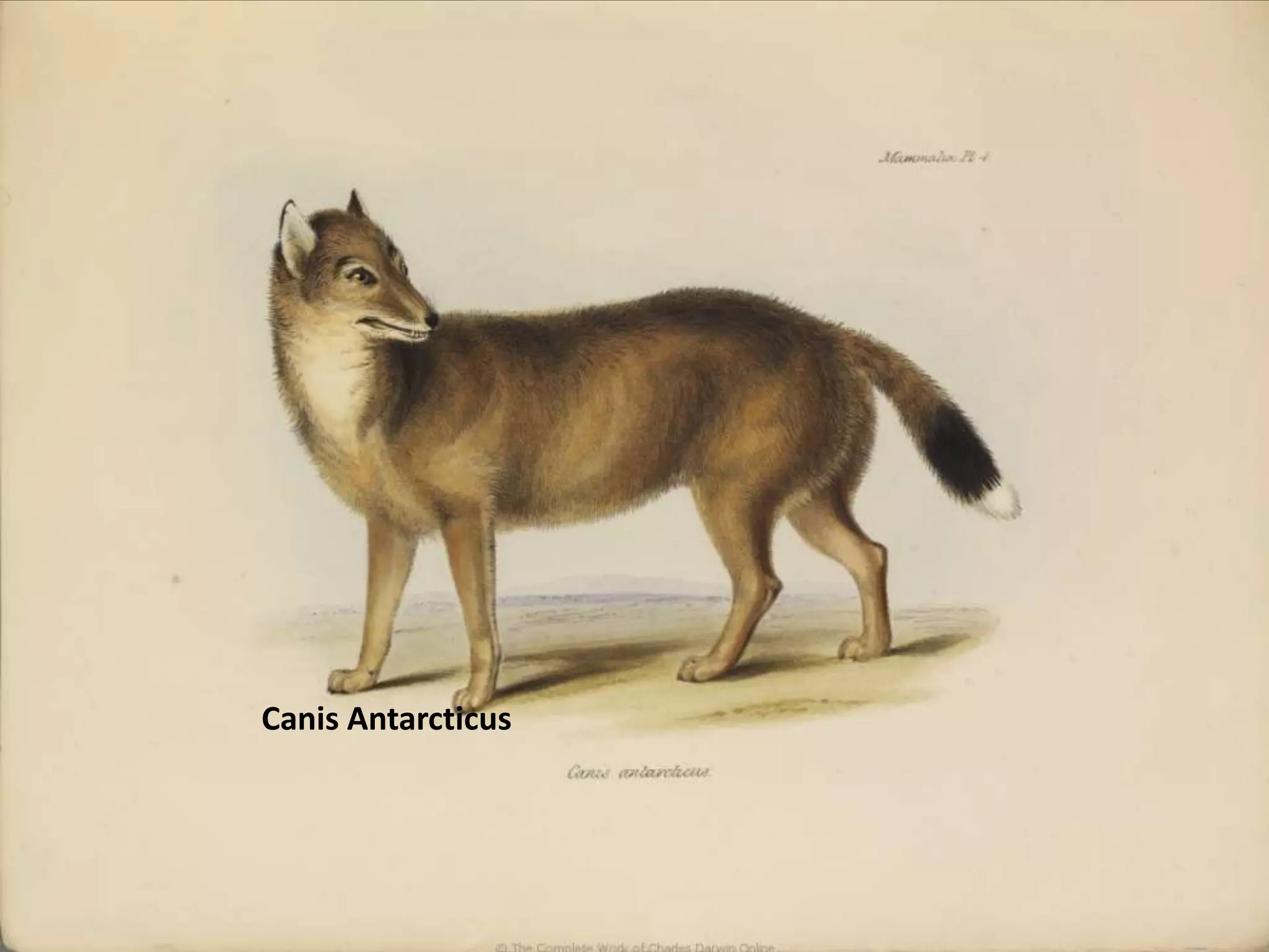 CanisAntarcticus