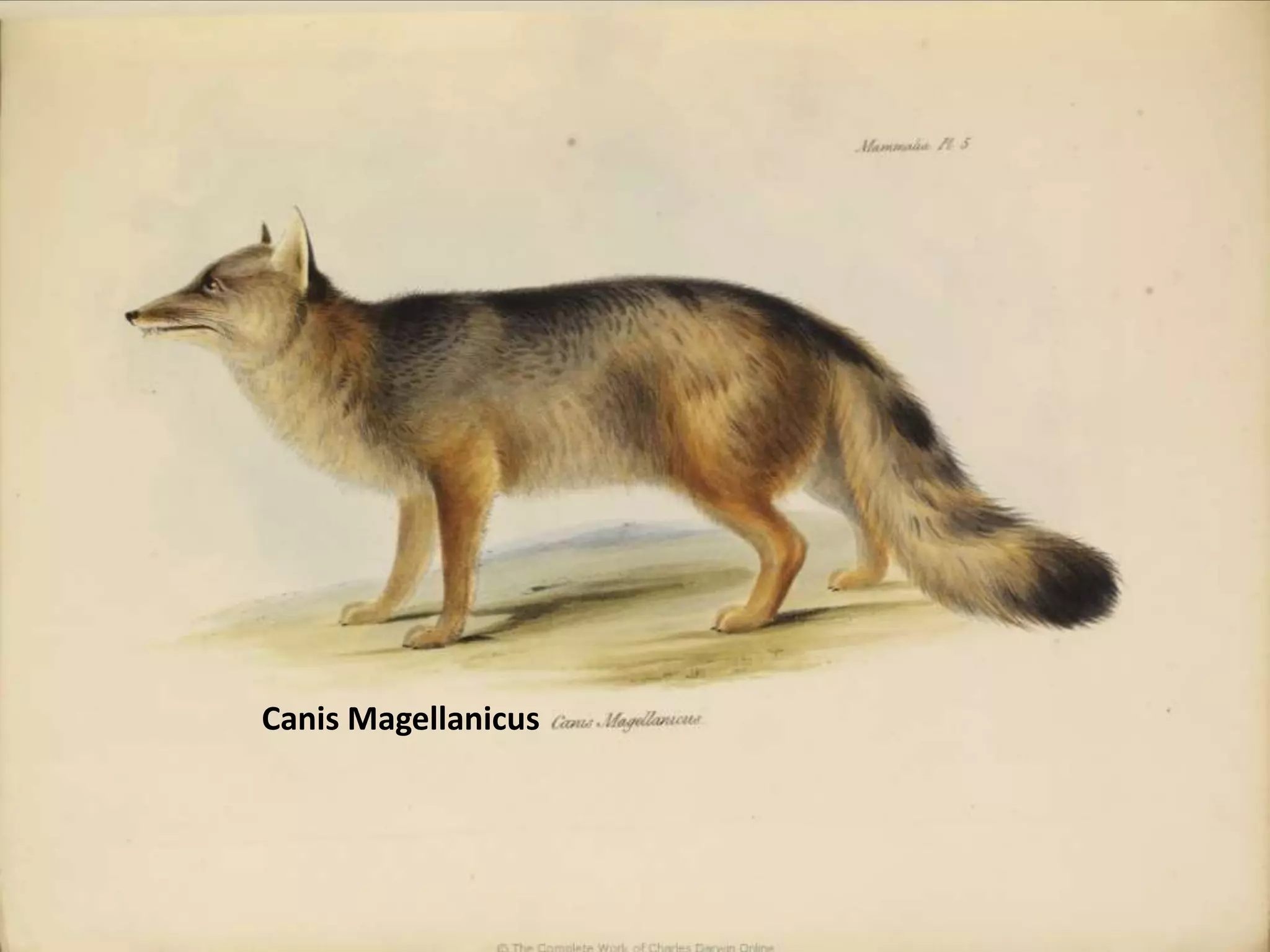 CanisMagellanicus