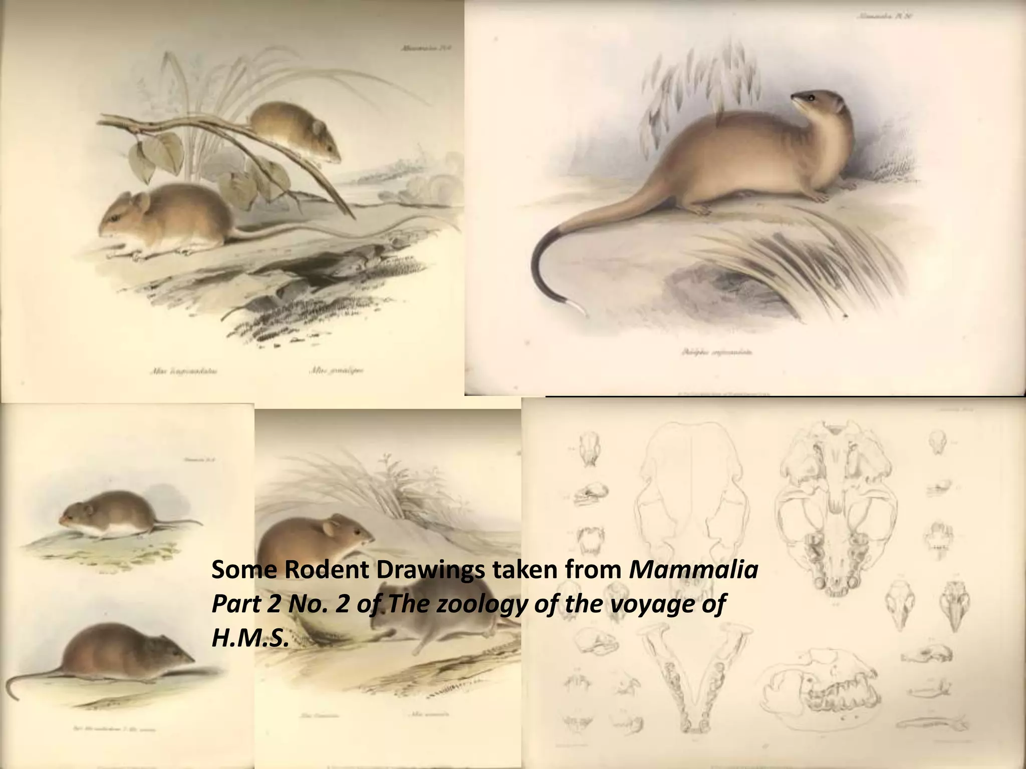 Some Rodent Drawings taken from Mammalia Part 2 No. 2 of The zoology of the voyage of H.M.S.