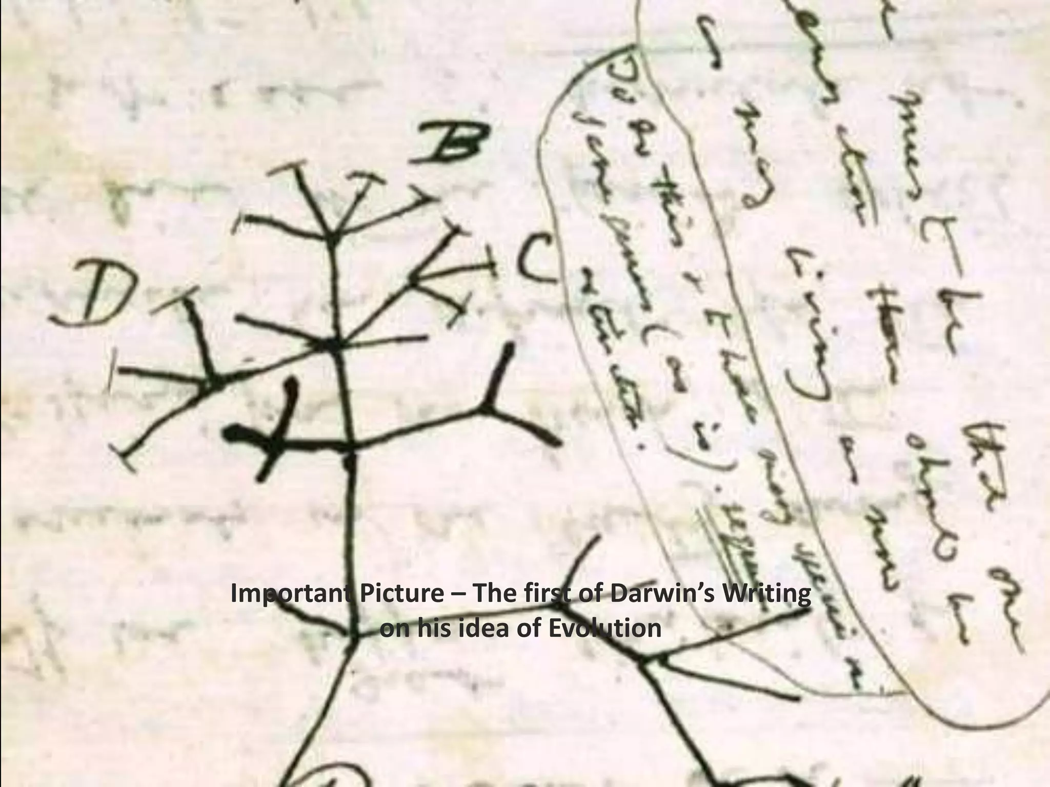Important Picture – The first of Darwin’s Writing on his idea of Evolution