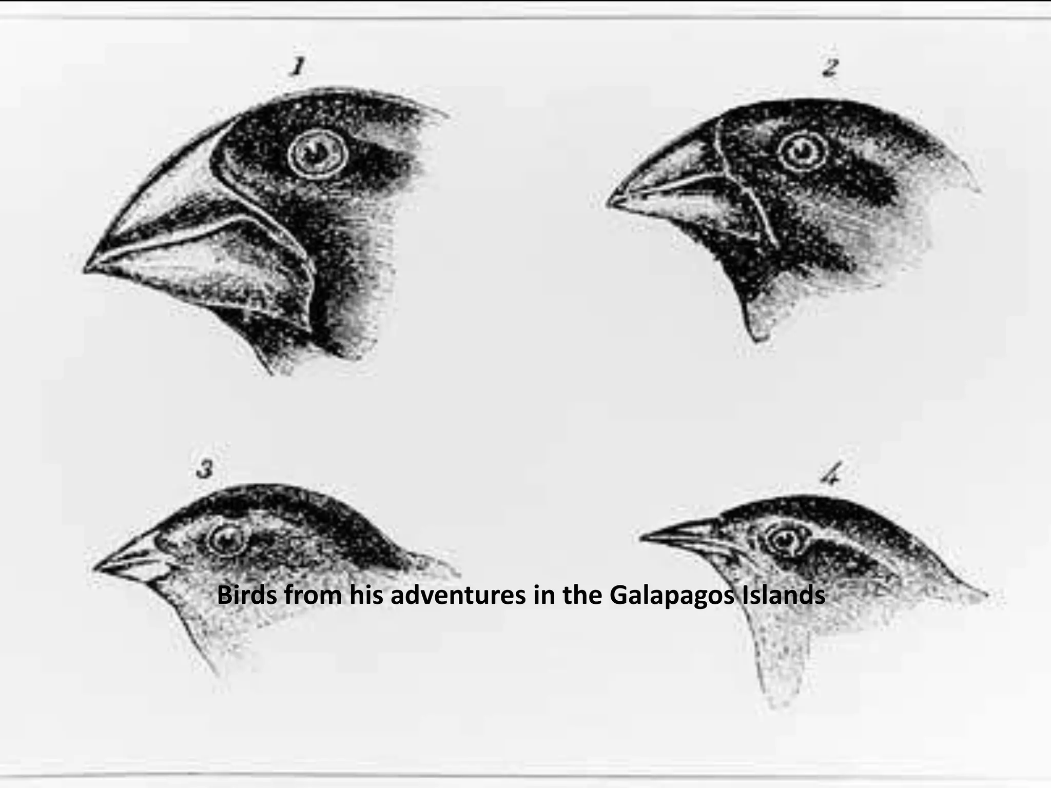 Birds from his adventures in the Galapagos Islands