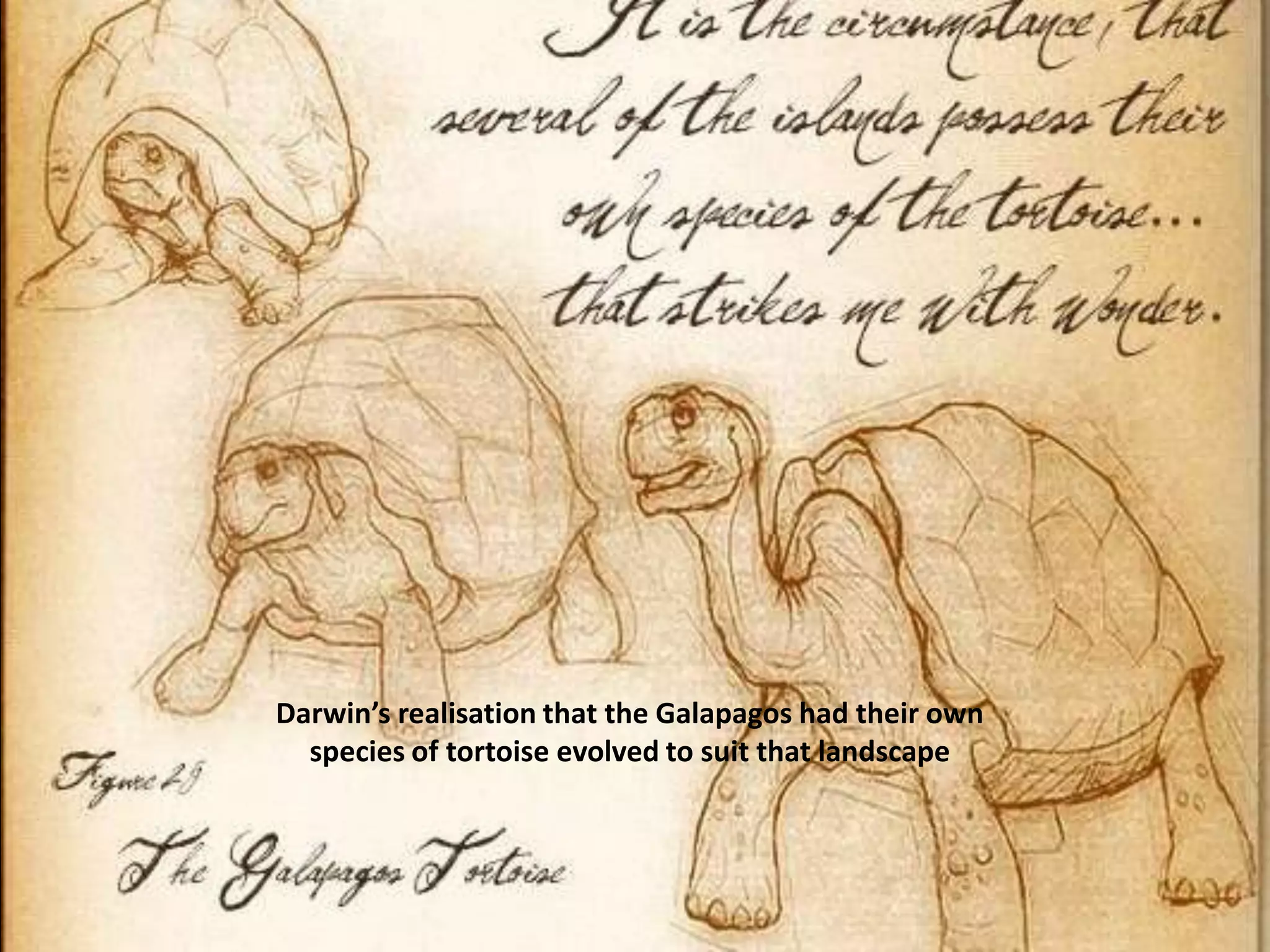 Darwin’s realisation that the Galapagos had their own species of tortoise evolved to suit that landscape
