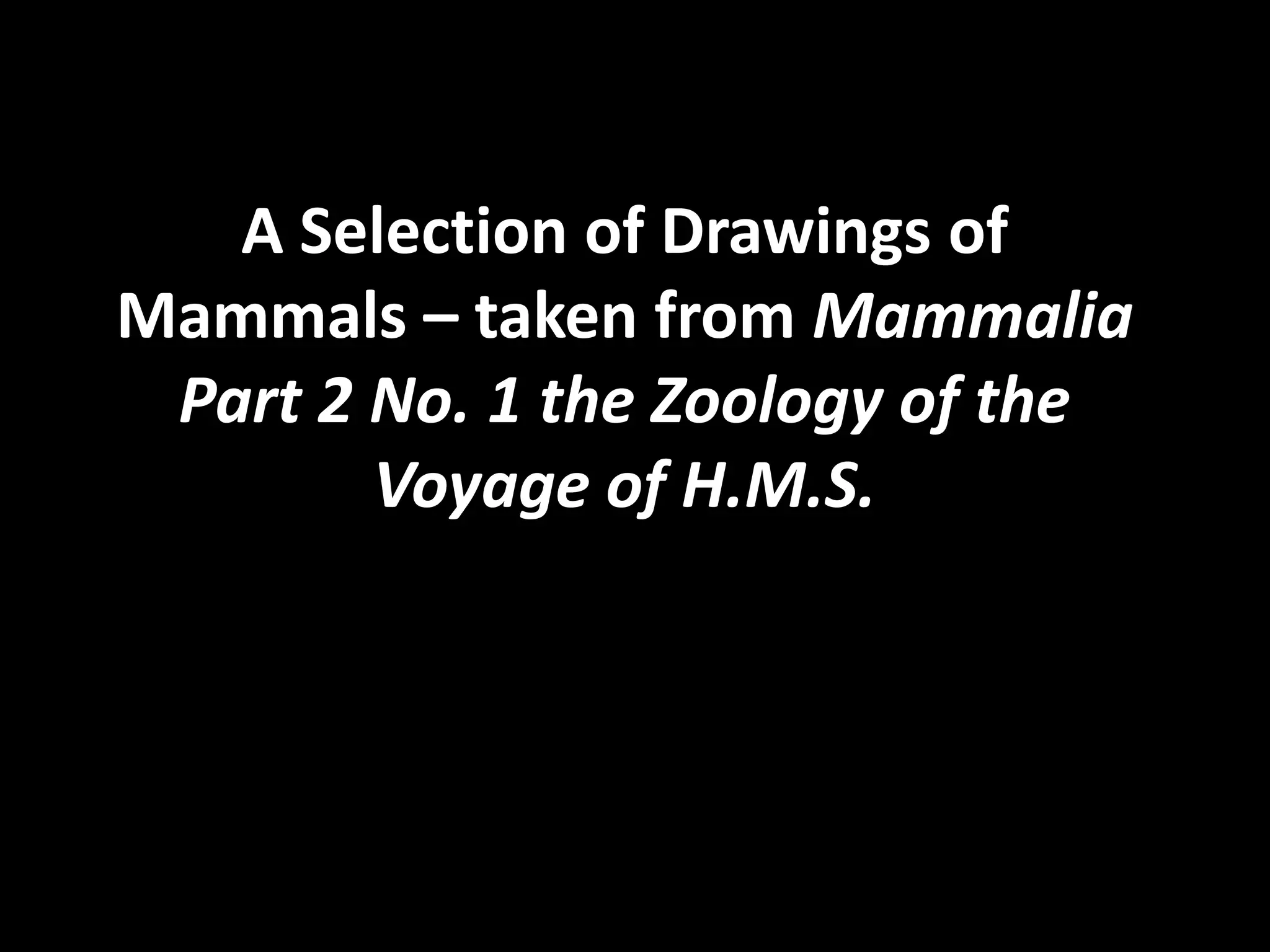A Selection of Drawings of Mammals – taken from Mammalia Part 2 No. 1 the Zoology of the Voyage of H.M.S.