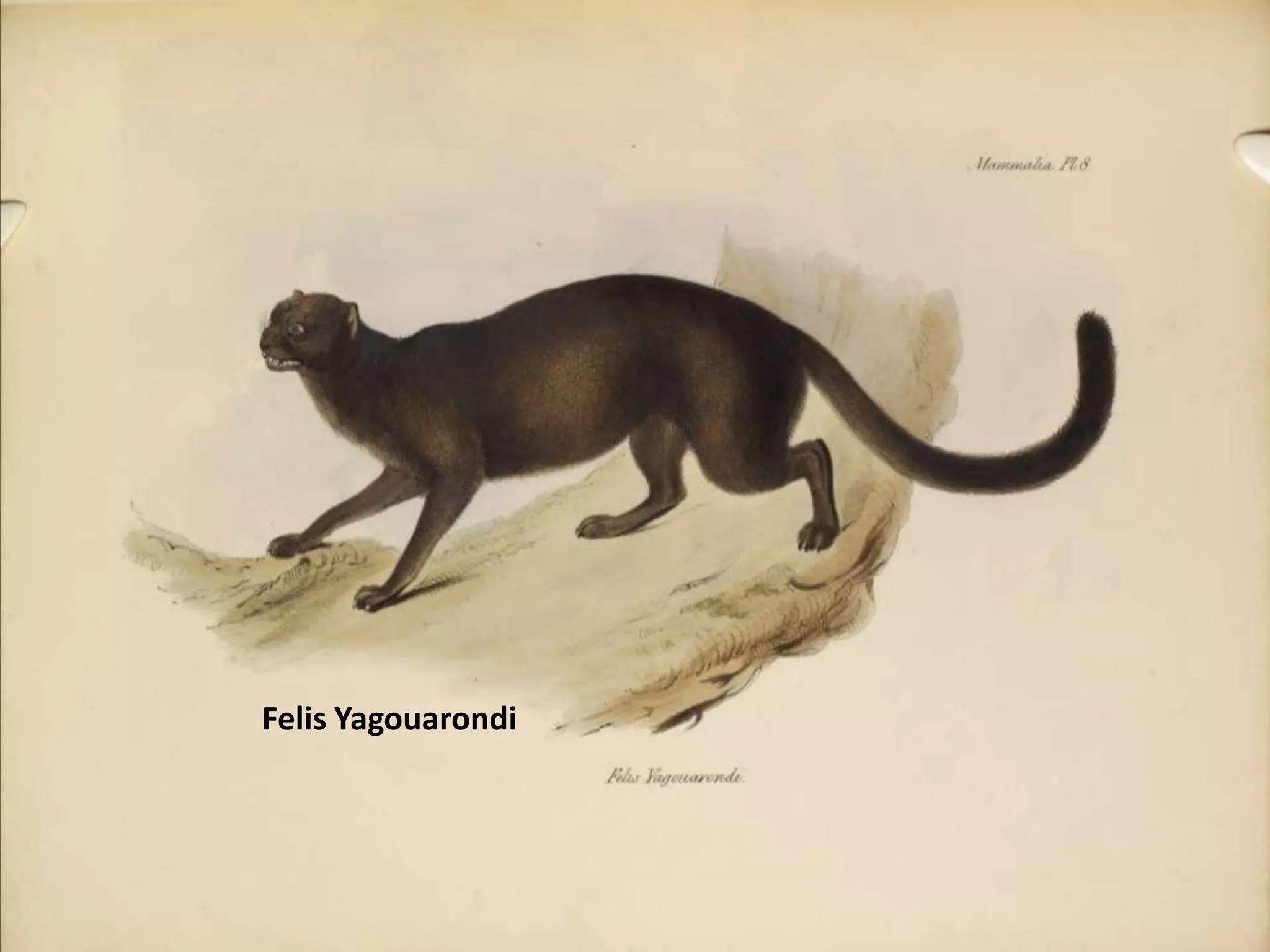 FelisYagouarondi