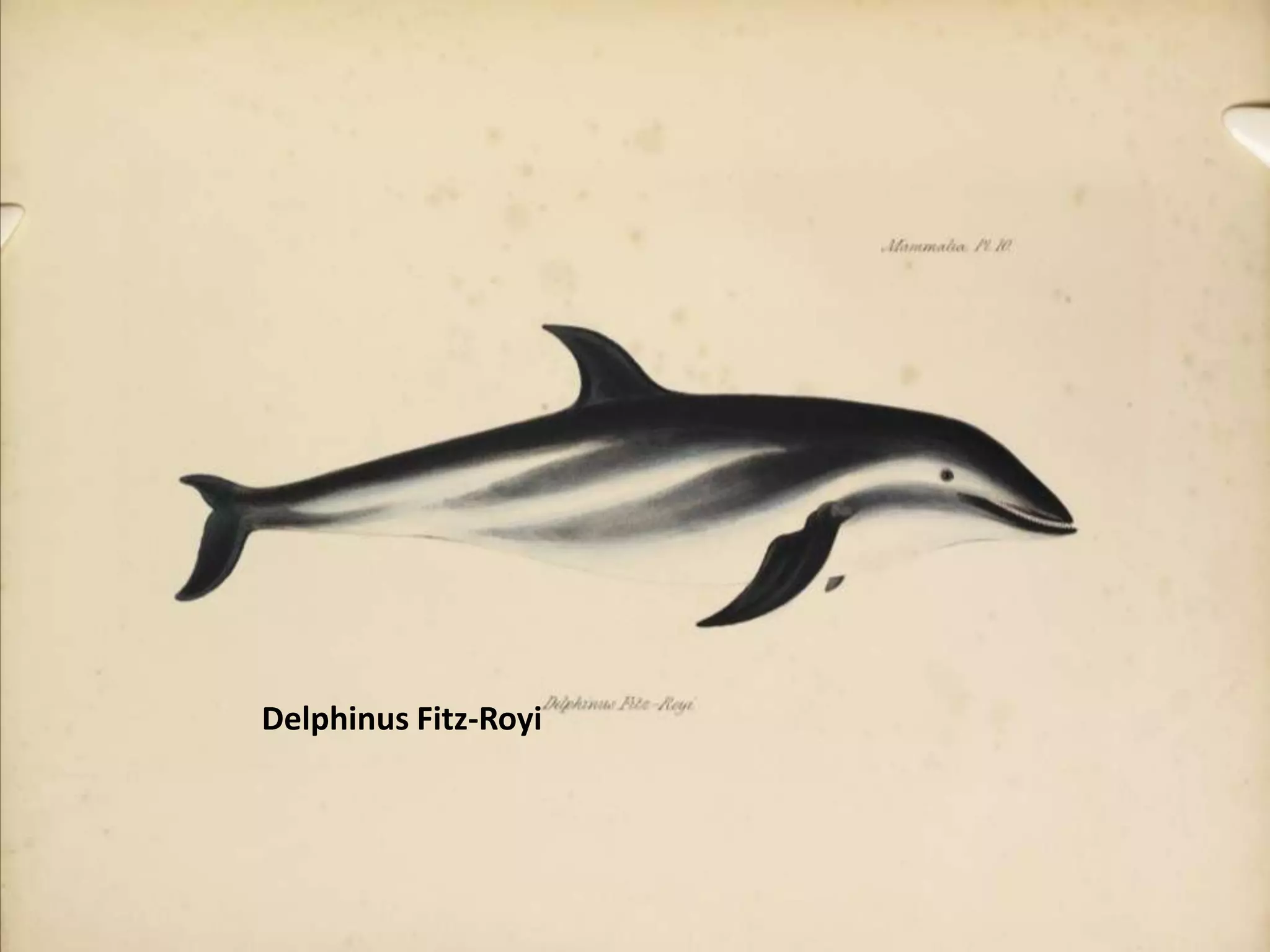 Delphinus Fitz-Royi