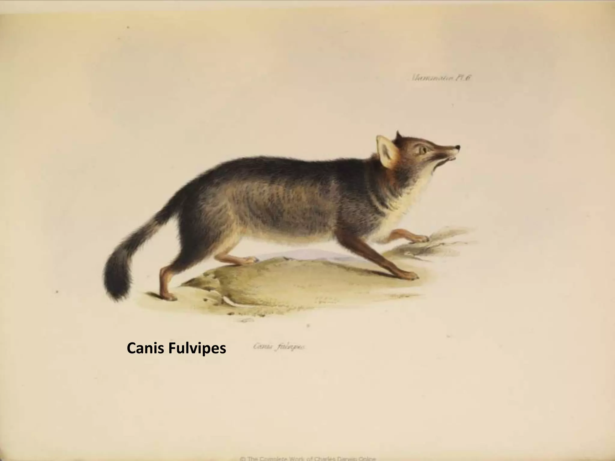 CanisFulvipes