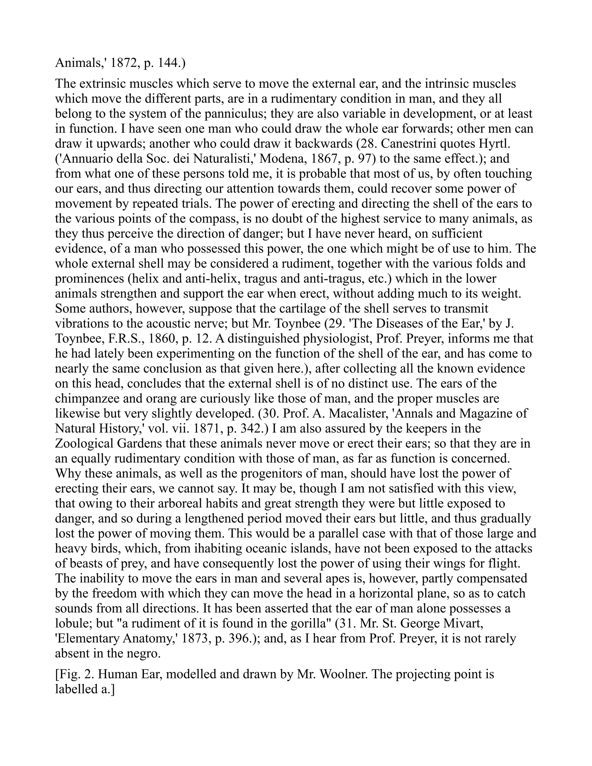 Animals,' 1872, p. 144.)
The extrinsic muscles which serve to move the external ear, and the intrinsic muscles
which move the different parts, are in a rudimentary condition in man, and they all
belong to the system of the panniculus; they are also variable in development, or at least
in function. I have seen one man who could draw the whole ear forwards; other men can
draw it upwards; another who could draw it backwards (28. Canestrini quotes Hyrtl.
('Annuario della Soc. dei Naturalisti,' Modena, 1867, p. 97) to the same effect.); and
from what one of these persons told me, it is probable that most of us, by often touching
our ears, and thus directing our attention towards them, could recover some power of
movement by repeated trials. The power of erecting and directing the shell of the ears to
the various points of the compass, is no doubt of the highest service to many animals, as
they thus perceive the direction of danger; but I have never heard, on sufficient
evidence, of a man who possessed this power, the one which might be of use to him. The
whole external shell may be considered a rudiment, together with the various folds and
prominences (helix and anti-helix, tragus and anti-tragus, etc.) which in the lower
animals strengthen and support the ear when erect, without adding much to its weight.
Some authors, however, suppose that the cartilage of the shell serves to transmit
vibrations to the acoustic nerve; but Mr. Toynbee (29. 'The Diseases of the Ear,' by J.
Toynbee, F.R.S., 1860, p. 12. A distinguished physiologist, Prof. Preyer, informs me that
he had lately been experimenting on the function of the shell of the ear, and has come to
nearly the same conclusion as that given here.), after collecting all the known evidence
on this head, concludes that the external shell is of no distinct use. The ears of the
chimpanzee and orang are curiously like those of man, and the proper muscles are
likewise but very slightly developed. (30. Prof. A. Macalister, 'Annals and Magazine of
Natural History,' vol. vii. 1871, p. 342.) I am also assured by the keepers in the
Zoological Gardens that these animals never move or erect their ears; so that they are in
an equally rudimentary condition with those of man, as far as function is concerned.
Why these animals, as well as the progenitors of man, should have lost the power of
erecting their ears, we cannot say. It may be, though I am not satisfied with this view,
that owing to their arboreal habits and great strength they were but little exposed to
danger, and so during a lengthened period moved their ears but little, and thus gradually
lost the power of moving them. This would be a parallel case with that of those large and
heavy birds, which, from ihabiting oceanic islands, have not been exposed to the attacks
of beasts of prey, and have consequently lost the power of using their wings for flight.
The inability to move the ears in man and several apes is, however, partly compensated
by the freedom with which they can move the head in a horizontal plane, so as to catch
sounds from all directions. It has been asserted that the ear of man alone possesses a
lobule; but "a rudiment of it is found in the gorilla" (31. Mr. St. George Mivart,
'Elementary Anatomy,' 1873, p. 396.); and, as I hear from Prof. Preyer, it is not rarely
absent in the negro.
[Fig. 2. Human Ear, modelled and drawn by Mr. Woolner. The projecting point is
labelled a.]
 