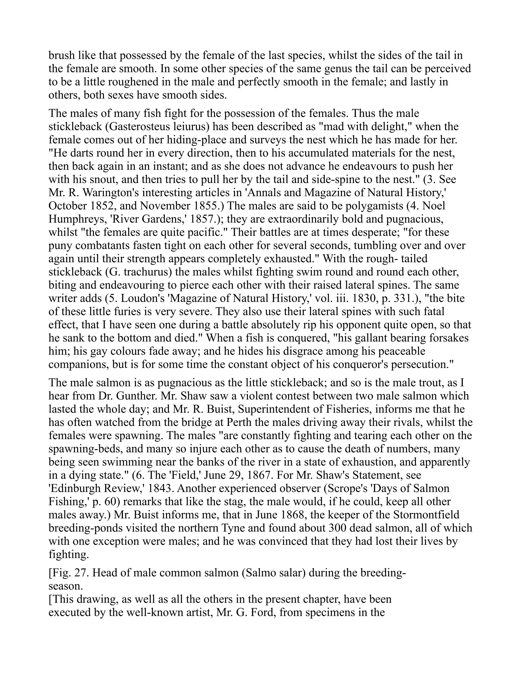 brush like that possessed by the female of the last species, whilst the sides of the tail in
the female are smooth. In some other species of the same genus the tail can be perceived
to be a little roughened in the male and perfectly smooth in the female; and lastly in
others, both sexes have smooth sides.
The males of many fish fight for the possession of the females. Thus the male
stickleback (Gasterosteus leiurus) has been described as "mad with delight," when the
female comes out of her hiding-place and surveys the nest which he has made for her.
"He darts round her in every direction, then to his accumulated materials for the nest,
then back again in an instant; and as she does not advance he endeavours to push her
with his snout, and then tries to pull her by the tail and side-spine to the nest." (3. See
Mr. R. Warington's interesting articles in 'Annals and Magazine of Natural History,'
October 1852, and November 1855.) The males are said to be polygamists (4. Noel
Humphreys, 'River Gardens,' 1857.); they are extraordinarily bold and pugnacious,
whilst "the females are quite pacific." Their battles are at times desperate; "for these
puny combatants fasten tight on each other for several seconds, tumbling over and over
again until their strength appears completely exhausted." With the rough- tailed
stickleback (G. trachurus) the males whilst fighting swim round and round each other,
biting and endeavouring to pierce each other with their raised lateral spines. The same
writer adds (5. Loudon's 'Magazine of Natural History,' vol. iii. 1830, p. 331.), "the bite
of these little furies is very severe. They also use their lateral spines with such fatal
effect, that I have seen one during a battle absolutely rip his opponent quite open, so that
he sank to the bottom and died." When a fish is conquered, "his gallant bearing forsakes
him; his gay colours fade away; and he hides his disgrace among his peaceable
companions, but is for some time the constant object of his conqueror's persecution."
The male salmon is as pugnacious as the little stickleback; and so is the male trout, as I
hear from Dr. Gunther. Mr. Shaw saw a violent contest between two male salmon which
lasted the whole day; and Mr. R. Buist, Superintendent of Fisheries, informs me that he
has often watched from the bridge at Perth the males driving away their rivals, whilst the
females were spawning. The males "are constantly fighting and tearing each other on the
spawning-beds, and many so injure each other as to cause the death of numbers, many
being seen swimming near the banks of the river in a state of exhaustion, and apparently
in a dying state." (6. The 'Field,' June 29, 1867. For Mr. Shaw's Statement, see
'Edinburgh Review,' 1843. Another experienced observer (Scrope's 'Days of Salmon
Fishing,' p. 60) remarks that like the stag, the male would, if he could, keep all other
males away.) Mr. Buist informs me, that in June 1868, the keeper of the Stormontfield
breeding-ponds visited the northern Tyne and found about 300 dead salmon, all of which
with one exception were males; and he was convinced that they had lost their lives by
fighting.
[Fig. 27. Head of male common salmon (Salmo salar) during the breeding-
season.
[This drawing, as well as all the others in the present chapter, have been
executed by the well-known artist, Mr. G. Ford, from specimens in the
 