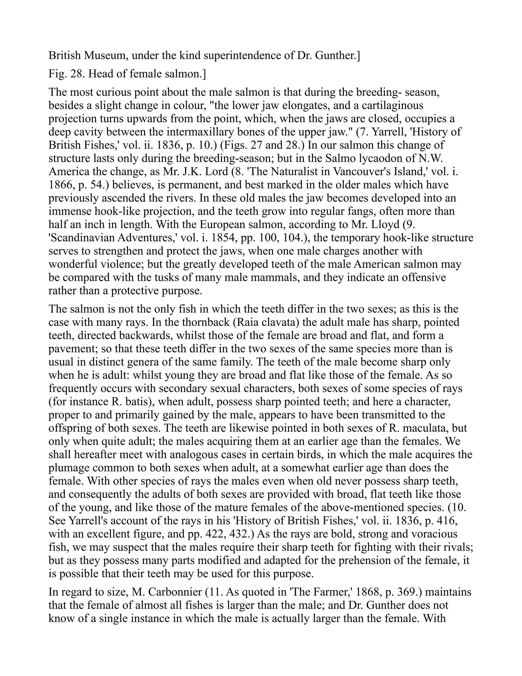 British Museum, under the kind superintendence of Dr. Gunther.]
Fig. 28. Head of female salmon.]
The most curious point about the male salmon is that during the breeding- season,
besides a slight change in colour, "the lower jaw elongates, and a cartilaginous
projection turns upwards from the point, which, when the jaws are closed, occupies a
deep cavity between the intermaxillary bones of the upper jaw." (7. Yarrell, 'History of
British Fishes,' vol. ii. 1836, p. 10.) (Figs. 27 and 28.) In our salmon this change of
structure lasts only during the breeding-season; but in the Salmo lycaodon of N.W.
America the change, as Mr. J.K. Lord (8. 'The Naturalist in Vancouver's Island,' vol. i.
1866, p. 54.) believes, is permanent, and best marked in the older males which have
previously ascended the rivers. In these old males the jaw becomes developed into an
immense hook-like projection, and the teeth grow into regular fangs, often more than
half an inch in length. With the European salmon, according to Mr. Lloyd (9.
'Scandinavian Adventures,' vol. i. 1854, pp. 100, 104.), the temporary hook-like structure
serves to strengthen and protect the jaws, when one male charges another with
wonderful violence; but the greatly developed teeth of the male American salmon may
be compared with the tusks of many male mammals, and they indicate an offensive
rather than a protective purpose.
The salmon is not the only fish in which the teeth differ in the two sexes; as this is the
case with many rays. In the thornback (Raia clavata) the adult male has sharp, pointed
teeth, directed backwards, whilst those of the female are broad and flat, and form a
pavement; so that these teeth differ in the two sexes of the same species more than is
usual in distinct genera of the same family. The teeth of the male become sharp only
when he is adult: whilst young they are broad and flat like those of the female. As so
frequently occurs with secondary sexual characters, both sexes of some species of rays
(for instance R. batis), when adult, possess sharp pointed teeth; and here a character,
proper to and primarily gained by the male, appears to have been transmitted to the
offspring of both sexes. The teeth are likewise pointed in both sexes of R. maculata, but
only when quite adult; the males acquiring them at an earlier age than the females. We
shall hereafter meet with analogous cases in certain birds, in which the male acquires the
plumage common to both sexes when adult, at a somewhat earlier age than does the
female. With other species of rays the males even when old never possess sharp teeth,
and consequently the adults of both sexes are provided with broad, flat teeth like those
of the young, and like those of the mature females of the above-mentioned species. (10.
See Yarrell's account of the rays in his 'History of British Fishes,' vol. ii. 1836, p. 416,
with an excellent figure, and pp. 422, 432.) As the rays are bold, strong and voracious
fish, we may suspect that the males require their sharp teeth for fighting with their rivals;
but as they possess many parts modified and adapted for the prehension of the female, it
is possible that their teeth may be used for this purpose.
In regard to size, M. Carbonnier (11. As quoted in 'The Farmer,' 1868, p. 369.) maintains
that the female of almost all fishes is larger than the male; and Dr. Gunther does not
know of a single instance in which the male is actually larger than the female. With
 