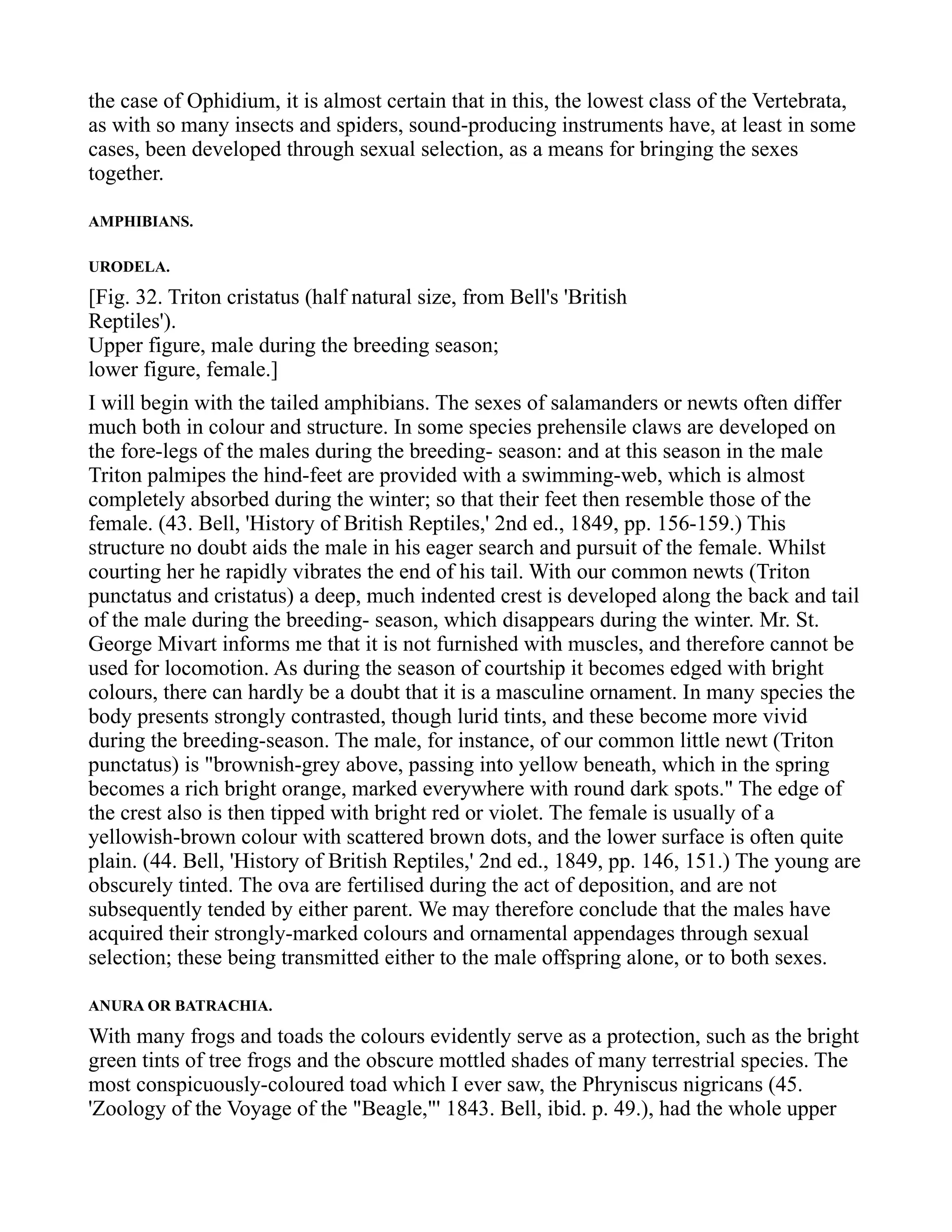 the case of Ophidium, it is almost certain that in this, the lowest class of the Vertebrata,
as with so many insects and spiders, sound-producing instruments have, at least in some
cases, been developed through sexual selection, as a means for bringing the sexes
together.
AMPHIBIANS.
URODELA.
[Fig. 32. Triton cristatus (half natural size, from Bell's 'British
Reptiles').
Upper figure, male during the breeding season;
lower figure, female.]
I will begin with the tailed amphibians. The sexes of salamanders or newts often differ
much both in colour and structure. In some species prehensile claws are developed on
the fore-legs of the males during the breeding- season: and at this season in the male
Triton palmipes the hind-feet are provided with a swimming-web, which is almost
completely absorbed during the winter; so that their feet then resemble those of the
female. (43. Bell, 'History of British Reptiles,' 2nd ed., 1849, pp. 156-159.) This
structure no doubt aids the male in his eager search and pursuit of the female. Whilst
courting her he rapidly vibrates the end of his tail. With our common newts (Triton
punctatus and cristatus) a deep, much indented crest is developed along the back and tail
of the male during the breeding- season, which disappears during the winter. Mr. St.
George Mivart informs me that it is not furnished with muscles, and therefore cannot be
used for locomotion. As during the season of courtship it becomes edged with bright
colours, there can hardly be a doubt that it is a masculine ornament. In many species the
body presents strongly contrasted, though lurid tints, and these become more vivid
during the breeding-season. The male, for instance, of our common little newt (Triton
punctatus) is "brownish-grey above, passing into yellow beneath, which in the spring
becomes a rich bright orange, marked everywhere with round dark spots." The edge of
the crest also is then tipped with bright red or violet. The female is usually of a
yellowish-brown colour with scattered brown dots, and the lower surface is often quite
plain. (44. Bell, 'History of British Reptiles,' 2nd ed., 1849, pp. 146, 151.) The young are
obscurely tinted. The ova are fertilised during the act of deposition, and are not
subsequently tended by either parent. We may therefore conclude that the males have
acquired their strongly-marked colours and ornamental appendages through sexual
selection; these being transmitted either to the male offspring alone, or to both sexes.
ANURA OR BATRACHIA.
With many frogs and toads the colours evidently serve as a protection, such as the bright
green tints of tree frogs and the obscure mottled shades of many terrestrial species. The
most conspicuously-coloured toad which I ever saw, the Phryniscus nigricans (45.
'Zoology of the Voyage of the "Beagle,"' 1843. Bell, ibid. p. 49.), had the whole upper
 