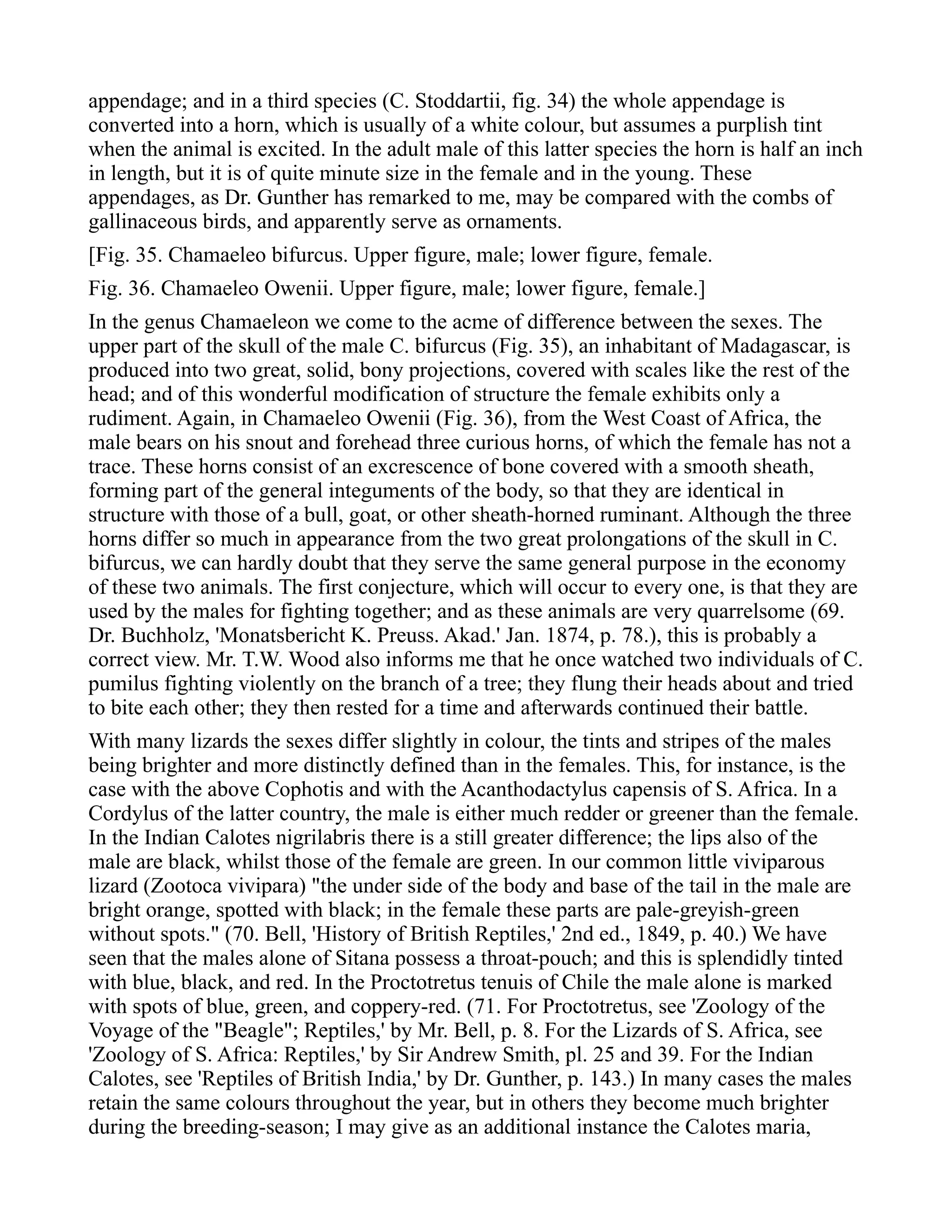 appendage; and in a third species (C. Stoddartii, fig. 34) the whole appendage is
converted into a horn, which is usually of a white colour, but assumes a purplish tint
when the animal is excited. In the adult male of this latter species the horn is half an inch
in length, but it is of quite minute size in the female and in the young. These
appendages, as Dr. Gunther has remarked to me, may be compared with the combs of
gallinaceous birds, and apparently serve as ornaments.
[Fig. 35. Chamaeleo bifurcus. Upper figure, male; lower figure, female.
Fig. 36. Chamaeleo Owenii. Upper figure, male; lower figure, female.]
In the genus Chamaeleon we come to the acme of difference between the sexes. The
upper part of the skull of the male C. bifurcus (Fig. 35), an inhabitant of Madagascar, is
produced into two great, solid, bony projections, covered with scales like the rest of the
head; and of this wonderful modification of structure the female exhibits only a
rudiment. Again, in Chamaeleo Owenii (Fig. 36), from the West Coast of Africa, the
male bears on his snout and forehead three curious horns, of which the female has not a
trace. These horns consist of an excrescence of bone covered with a smooth sheath,
forming part of the general integuments of the body, so that they are identical in
structure with those of a bull, goat, or other sheath-horned ruminant. Although the three
horns differ so much in appearance from the two great prolongations of the skull in C.
bifurcus, we can hardly doubt that they serve the same general purpose in the economy
of these two animals. The first conjecture, which will occur to every one, is that they are
used by the males for fighting together; and as these animals are very quarrelsome (69.
Dr. Buchholz, 'Monatsbericht K. Preuss. Akad.' Jan. 1874, p. 78.), this is probably a
correct view. Mr. T.W. Wood also informs me that he once watched two individuals of C.
pumilus fighting violently on the branch of a tree; they flung their heads about and tried
to bite each other; they then rested for a time and afterwards continued their battle.
With many lizards the sexes differ slightly in colour, the tints and stripes of the males
being brighter and more distinctly defined than in the females. This, for instance, is the
case with the above Cophotis and with the Acanthodactylus capensis of S. Africa. In a
Cordylus of the latter country, the male is either much redder or greener than the female.
In the Indian Calotes nigrilabris there is a still greater difference; the lips also of the
male are black, whilst those of the female are green. In our common little viviparous
lizard (Zootoca vivipara) "the under side of the body and base of the tail in the male are
bright orange, spotted with black; in the female these parts are pale-greyish-green
without spots." (70. Bell, 'History of British Reptiles,' 2nd ed., 1849, p. 40.) We have
seen that the males alone of Sitana possess a throat-pouch; and this is splendidly tinted
with blue, black, and red. In the Proctotretus tenuis of Chile the male alone is marked
with spots of blue, green, and coppery-red. (71. For Proctotretus, see 'Zoology of the
Voyage of the "Beagle"; Reptiles,' by Mr. Bell, p. 8. For the Lizards of S. Africa, see
'Zoology of S. Africa: Reptiles,' by Sir Andrew Smith, pl. 25 and 39. For the Indian
Calotes, see 'Reptiles of British India,' by Dr. Gunther, p. 143.) In many cases the males
retain the same colours throughout the year, but in others they become much brighter
during the breeding-season; I may give as an additional instance the Calotes maria,
 