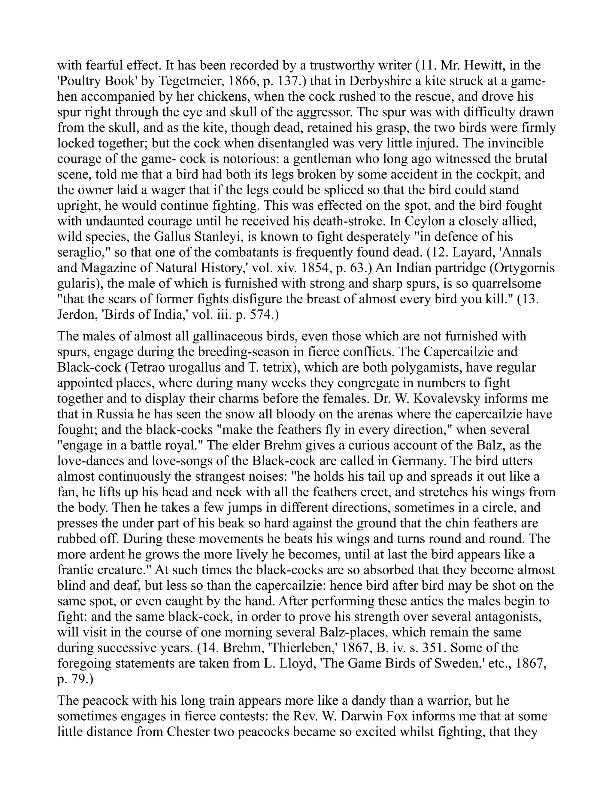 with fearful effect. It has been recorded by a trustworthy writer (11. Mr. Hewitt, in the
'Poultry Book' by Tegetmeier, 1866, p. 137.) that in Derbyshire a kite struck at a game-
hen accompanied by her chickens, when the cock rushed to the rescue, and drove his
spur right through the eye and skull of the aggressor. The spur was with difficulty drawn
from the skull, and as the kite, though dead, retained his grasp, the two birds were firmly
locked together; but the cock when disentangled was very little injured. The invincible
courage of the game- cock is notorious: a gentleman who long ago witnessed the brutal
scene, told me that a bird had both its legs broken by some accident in the cockpit, and
the owner laid a wager that if the legs could be spliced so that the bird could stand
upright, he would continue fighting. This was effected on the spot, and the bird fought
with undaunted courage until he received his death-stroke. In Ceylon a closely allied,
wild species, the Gallus Stanleyi, is known to fight desperately "in defence of his
seraglio," so that one of the combatants is frequently found dead. (12. Layard, 'Annals
and Magazine of Natural History,' vol. xiv. 1854, p. 63.) An Indian partridge (Ortygornis
gularis), the male of which is furnished with strong and sharp spurs, is so quarrelsome
"that the scars of former fights disfigure the breast of almost every bird you kill." (13.
Jerdon, 'Birds of India,' vol. iii. p. 574.)
The males of almost all gallinaceous birds, even those which are not furnished with
spurs, engage during the breeding-season in fierce conflicts. The Capercailzie and
Black-cock (Tetrao urogallus and T. tetrix), which are both polygamists, have regular
appointed places, where during many weeks they congregate in numbers to fight
together and to display their charms before the females. Dr. W. Kovalevsky informs me
that in Russia he has seen the snow all bloody on the arenas where the capercailzie have
fought; and the black-cocks "make the feathers fly in every direction," when several
"engage in a battle royal." The elder Brehm gives a curious account of the Balz, as the
love-dances and love-songs of the Black-cock are called in Germany. The bird utters
almost continuously the strangest noises: "he holds his tail up and spreads it out like a
fan, he lifts up his head and neck with all the feathers erect, and stretches his wings from
the body. Then he takes a few jumps in different directions, sometimes in a circle, and
presses the under part of his beak so hard against the ground that the chin feathers are
rubbed off. During these movements he beats his wings and turns round and round. The
more ardent he grows the more lively he becomes, until at last the bird appears like a
frantic creature." At such times the black-cocks are so absorbed that they become almost
blind and deaf, but less so than the capercailzie: hence bird after bird may be shot on the
same spot, or even caught by the hand. After performing these antics the males begin to
fight: and the same black-cock, in order to prove his strength over several antagonists,
will visit in the course of one morning several Balz-places, which remain the same
during successive years. (14. Brehm, 'Thierleben,' 1867, B. iv. s. 351. Some of the
foregoing statements are taken from L. Lloyd, 'The Game Birds of Sweden,' etc., 1867,
p. 79.)
The peacock with his long train appears more like a dandy than a warrior, but he
sometimes engages in fierce contests: the Rev. W. Darwin Fox informs me that at some
little distance from Chester two peacocks became so excited whilst fighting, that they
 