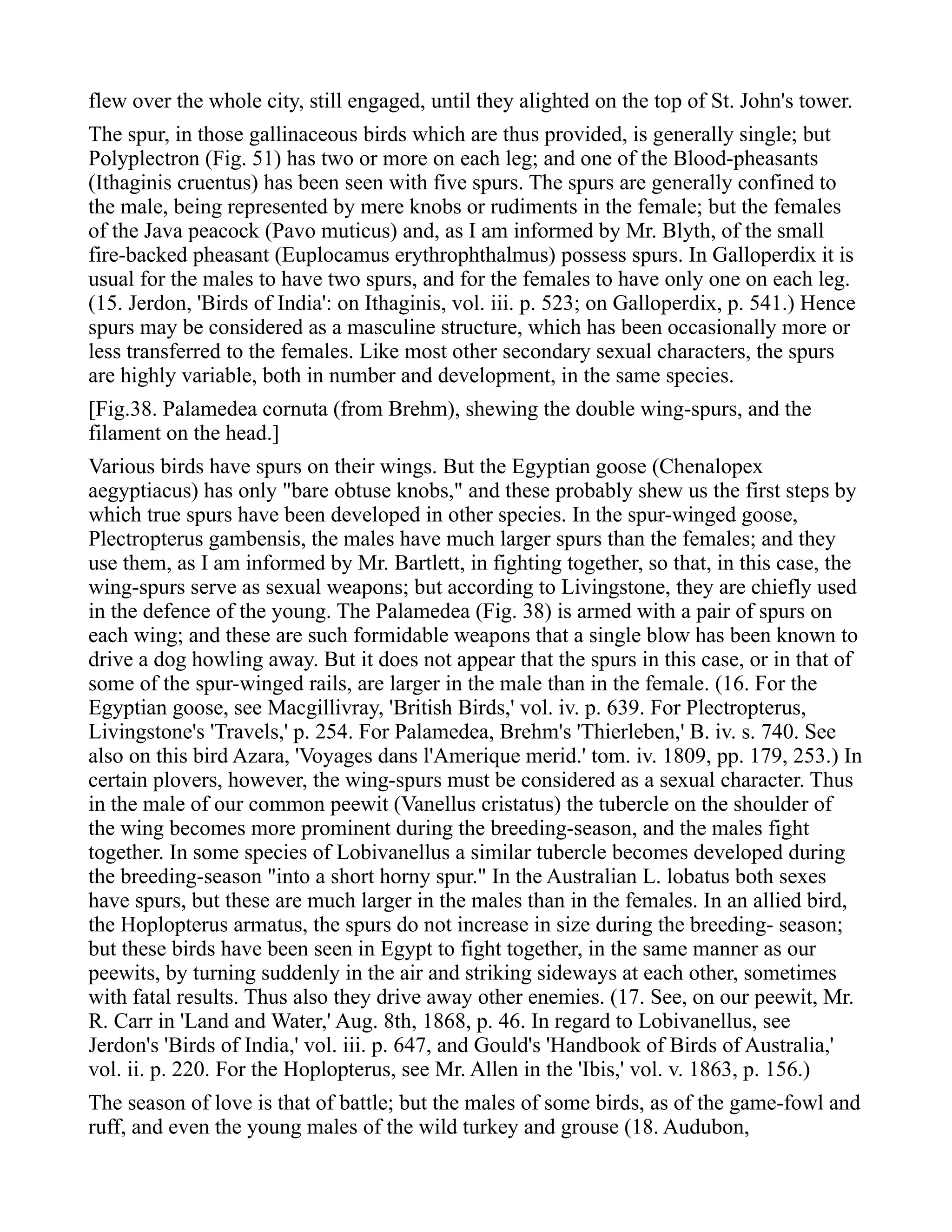 flew over the whole city, still engaged, until they alighted on the top of St. John's tower.
The spur, in those gallinaceous birds which are thus provided, is generally single; but
Polyplectron (Fig. 51) has two or more on each leg; and one of the Blood-pheasants
(Ithaginis cruentus) has been seen with five spurs. The spurs are generally confined to
the male, being represented by mere knobs or rudiments in the female; but the females
of the Java peacock (Pavo muticus) and, as I am informed by Mr. Blyth, of the small
fire-backed pheasant (Euplocamus erythrophthalmus) possess spurs. In Galloperdix it is
usual for the males to have two spurs, and for the females to have only one on each leg.
(15. Jerdon, 'Birds of India': on Ithaginis, vol. iii. p. 523; on Galloperdix, p. 541.) Hence
spurs may be considered as a masculine structure, which has been occasionally more or
less transferred to the females. Like most other secondary sexual characters, the spurs
are highly variable, both in number and development, in the same species.
[Fig.38. Palamedea cornuta (from Brehm), shewing the double wing-spurs, and the
filament on the head.]
Various birds have spurs on their wings. But the Egyptian goose (Chenalopex
aegyptiacus) has only "bare obtuse knobs," and these probably shew us the first steps by
which true spurs have been developed in other species. In the spur-winged goose,
Plectropterus gambensis, the males have much larger spurs than the females; and they
use them, as I am informed by Mr. Bartlett, in fighting together, so that, in this case, the
wing-spurs serve as sexual weapons; but according to Livingstone, they are chiefly used
in the defence of the young. The Palamedea (Fig. 38) is armed with a pair of spurs on
each wing; and these are such formidable weapons that a single blow has been known to
drive a dog howling away. But it does not appear that the spurs in this case, or in that of
some of the spur-winged rails, are larger in the male than in the female. (16. For the
Egyptian goose, see Macgillivray, 'British Birds,' vol. iv. p. 639. For Plectropterus,
Livingstone's 'Travels,' p. 254. For Palamedea, Brehm's 'Thierleben,' B. iv. s. 740. See
also on this bird Azara, 'Voyages dans l'Amerique merid.' tom. iv. 1809, pp. 179, 253.) In
certain plovers, however, the wing-spurs must be considered as a sexual character. Thus
in the male of our common peewit (Vanellus cristatus) the tubercle on the shoulder of
the wing becomes more prominent during the breeding-season, and the males fight
together. In some species of Lobivanellus a similar tubercle becomes developed during
the breeding-season "into a short horny spur." In the Australian L. lobatus both sexes
have spurs, but these are much larger in the males than in the females. In an allied bird,
the Hoplopterus armatus, the spurs do not increase in size during the breeding- season;
but these birds have been seen in Egypt to fight together, in the same manner as our
peewits, by turning suddenly in the air and striking sideways at each other, sometimes
with fatal results. Thus also they drive away other enemies. (17. See, on our peewit, Mr.
R. Carr in 'Land and Water,' Aug. 8th, 1868, p. 46. In regard to Lobivanellus, see
Jerdon's 'Birds of India,' vol. iii. p. 647, and Gould's 'Handbook of Birds of Australia,'
vol. ii. p. 220. For the Hoplopterus, see Mr. Allen in the 'Ibis,' vol. v. 1863, p. 156.)
The season of love is that of battle; but the males of some birds, as of the game-fowl and
ruff, and even the young males of the wild turkey and grouse (18. Audubon,
 