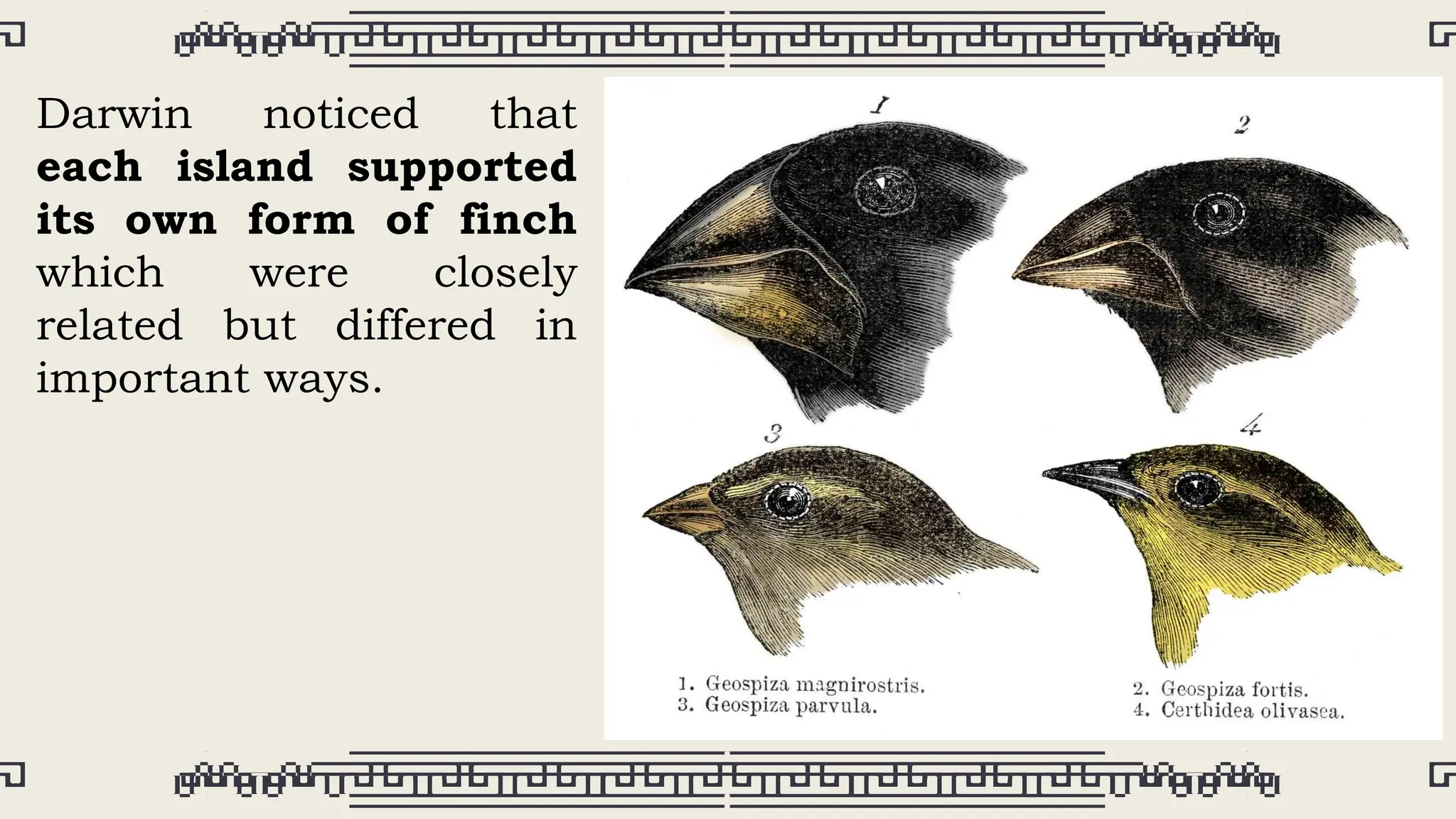 Darwin noticed that
each island supported
its own form of finch
which were closely
related but differed in
important ways.
 