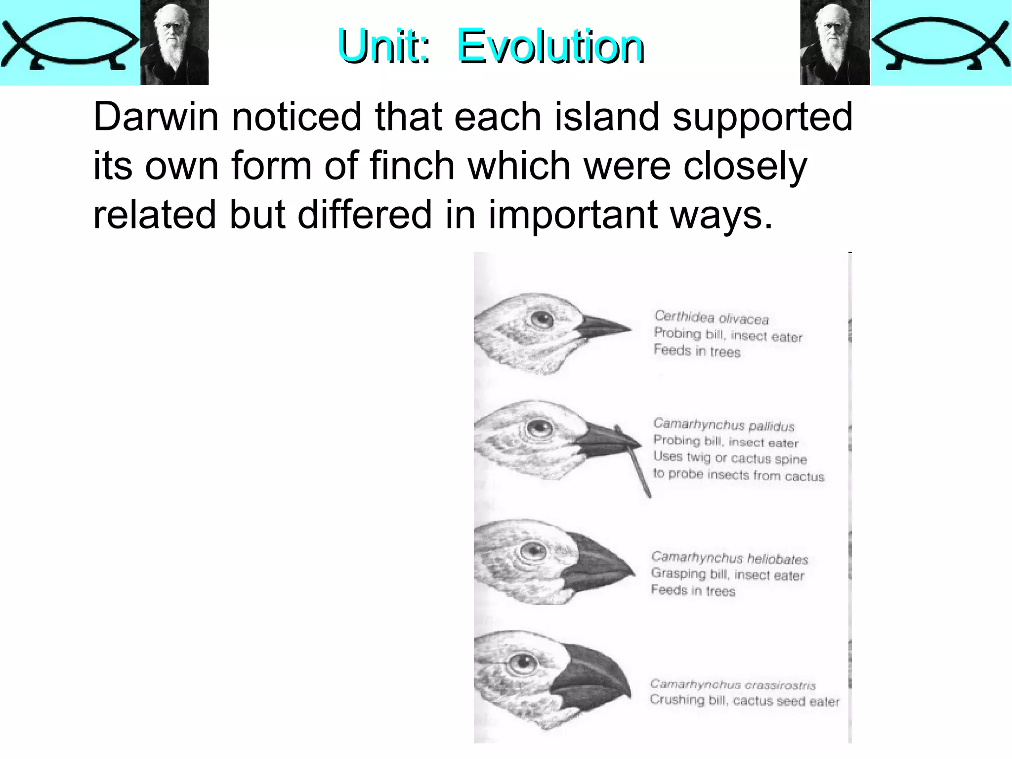 Unit:  Evolution Darwin noticed that each island supported its own form of finch which were closely related but differed in important ways.  